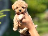 Teacup F1 Malti̇poo Bebekler