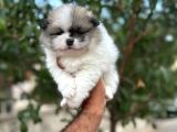 Aa Kalite Pomerian Boo