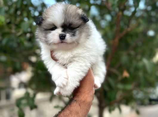 Aa Kalite Pomerian Boo görsel