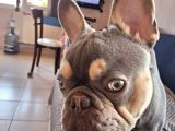 French Bulldog Lilac Tan Blue