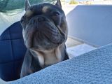 French Bulldog Lilac Tan Blue