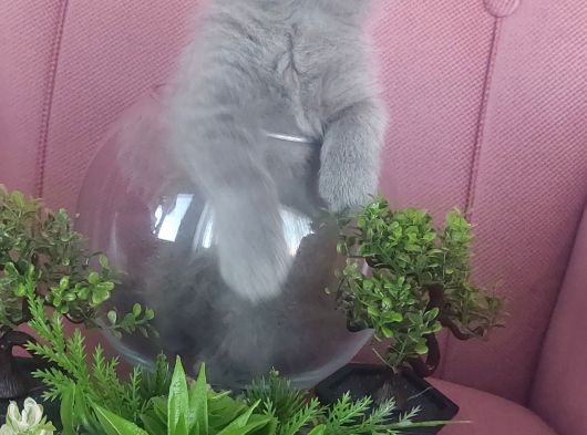 Harika Erkek Bebegim