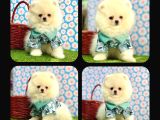 Orji̇nal Pomerani̇an Boo Çocuklar