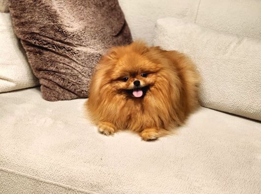 Bir Buçuk Yaşında Efsane Dişi Pomeranian  görsel