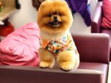 Bir Buçuk Yaşında Efsane Erkek Pomeranian 