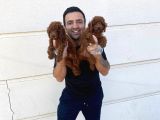 Tr Ni̇n En Güzel Toy Poodle Yavrulari Renk Renk Ankara