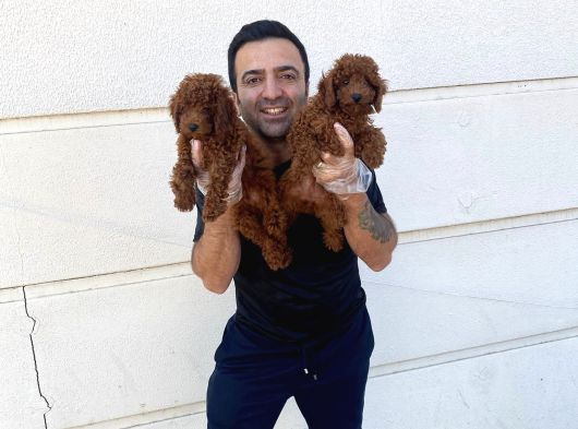 Tr Ni̇n En Güzel Toy Poodle Yavrulari Renk Renk Ankara görsel