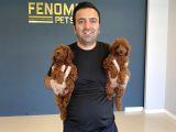 Tr Ni̇n En Güzel Toy Poodle Yavrulari Renk Renk Ankara