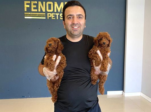 Tr Ni̇n En Güzel Toy Poodle Yavrulari Renk Renk Ankara görsel