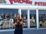 Tr Ni̇n En Güzel Toy Poodle Yavrulari Renk Renk Ankara