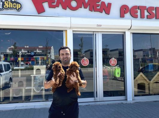 Tr Ni̇n En Güzel Toy Poodle Yavrulari Renk Renk Ankara görsel