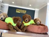 Tr Ni̇n En Güzel Toy Poodle Yavrulari Renk Renk Ankara