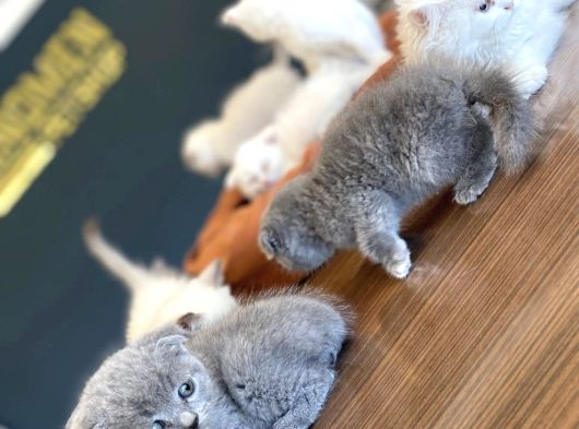 Renk Renk British Shorthair Yavrularimiz Hazir Ankara görsel