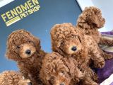 Tr Ni̇n En Güzel Toy Poodle Yavrulari Renk Renk Ankara