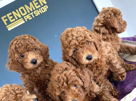 Tr Ni̇n En Güzel Toy Poodle Yavrulari Renk Renk Ankara görsel