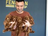 TR NİN EN GÜZEL TOY POODLE YAVRULARI RENK RENK ANKARA