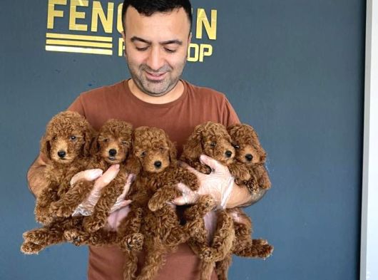Tr Ni̇n En Güzel Toy Poodle Yavrulari Renk Renk Ankara