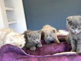 Renk Renk British Shorthair Yavrularimiz Hazir Ankara