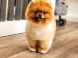 Bir Buçuk Yaşında Efsane Erkek Pomeranian 