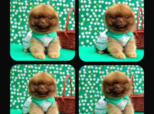 Orji̇nal Pomerani̇an Boo Çocuklar görsel