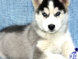 Husky Bebekler