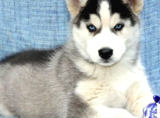 Husky Bebekler görsel