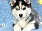 Husky Bebekler