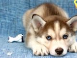 Husky bebekler