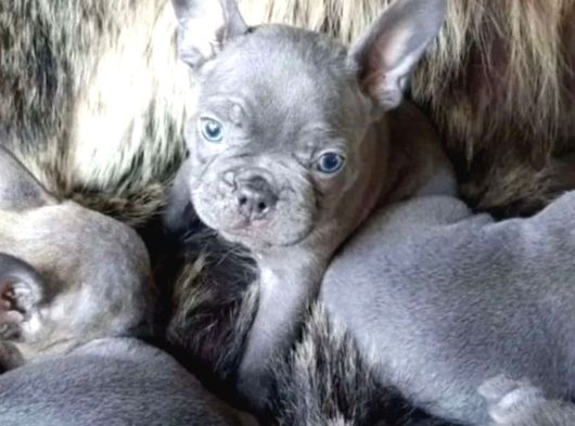 Blue Frenchbuldog Bebekler görsel