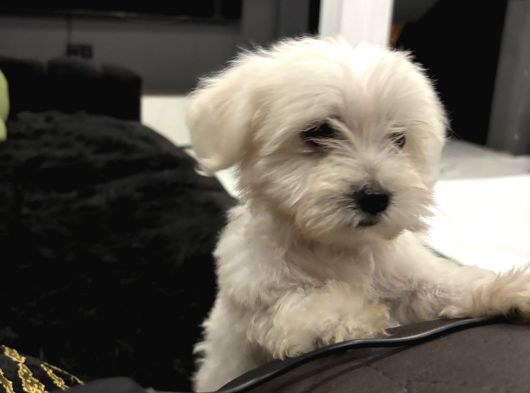 Sıfır Numara Kore Kan Maltes Terrier Orjinal A Kalite