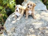 0 Numara F1 Maltipoo Bebekler