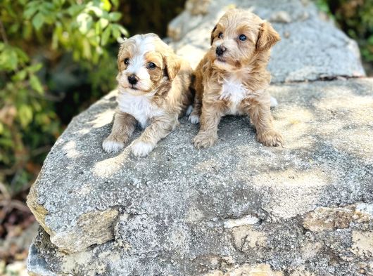 0 Numara F1 Maltipoo Bebekler görsel