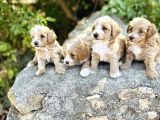 0 Numara F1 Maltipoo Bebekler