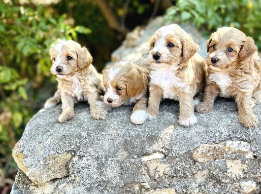 0 Numara F1 Maltipoo Bebekler görsel
