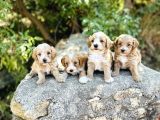 0 Numara F1 Maltipoo Bebekler