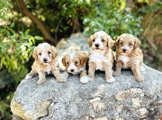 0 Numara F1 Maltipoo Bebekler görsel
