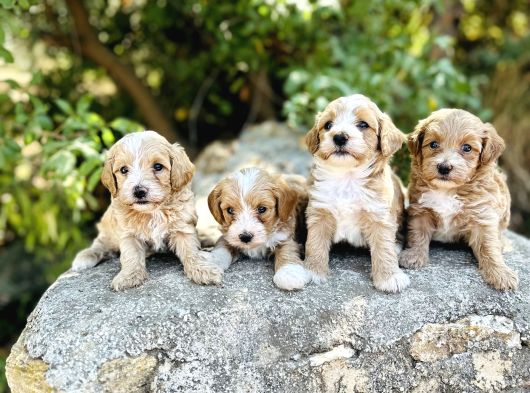 0 Numara F1 Maltipoo Bebekler