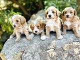 0 Numara F1 Maltipoo Bebekler