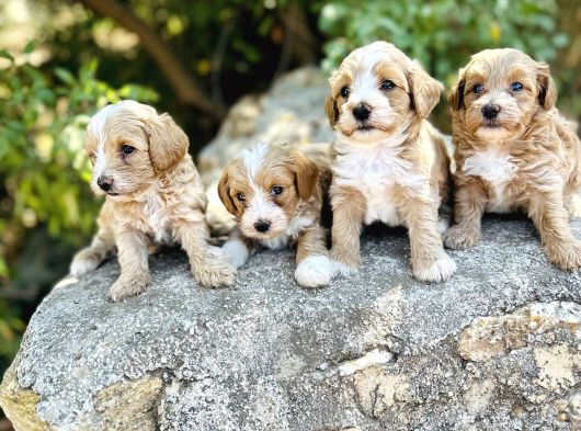 0 Numara F1 Maltipoo Bebekler görsel