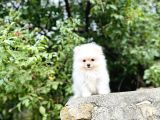 Ruhsatlı İşletmeden Tedy Pomerinian Boo