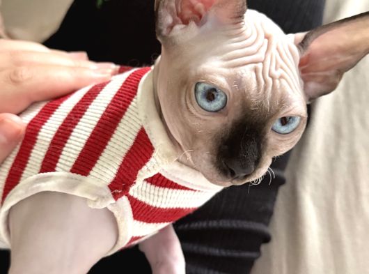 Sevgi Dolu Yoldaş Mavi Gözlü Sphynx Sahiplenilmeyi görsel