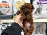 Kore toy poodle yavrular kg garantili