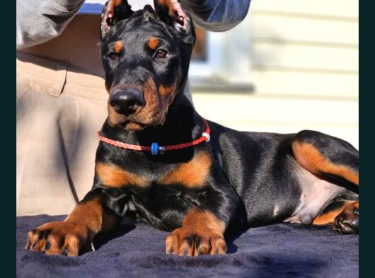 Referanslı Show Kalite Doberman  Yavrular