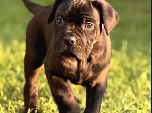 Cane Corso Dev Yavrularımız Teslime Hazır