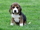 Tri Colour Beagle Yavrular