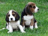 Tri Colour Beagle Yavrular