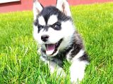 Maskeli Sibirya Kurdu Husky Yavrular