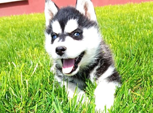 Maskeli Sibirya Kurdu Husky Yavrular görsel