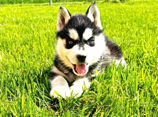 Maskeli Sibirya kurdu husky yavrular