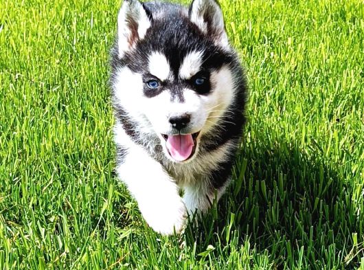 Maskeli Sibirya Kurdu Husky Yavrular görsel